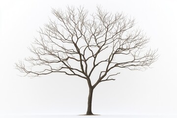 Obraz premium Minimalist Photography of a Solitary Bare Tree for Elegant Wall Art or Prints