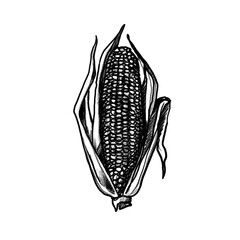 maize, corn, Vegetables, Hand-drawn pencil/colored pencil drawing, Sketch, Transparent PNG, Healthy, Menu, Recipe