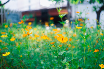 Abstract yellow flower on blurry background using as fresh ecology and wallpaper concept