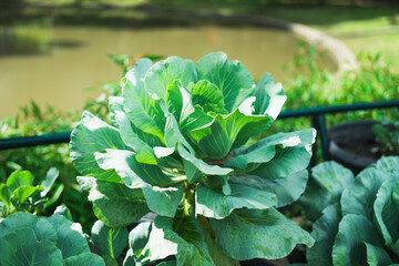 Closeup nature view of kale leaf on sunlight using as background and fresh ecology wallpaper concept
