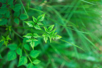 Closeup nature view of green leaf on sunlight using as background and fresh ecology wallpaper concept