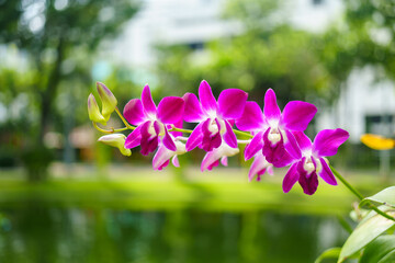 Closeup orchid flower on sunlight using as background and fresh ecology concept