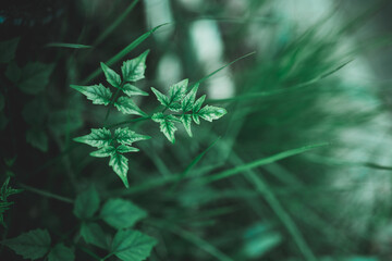 Closeup nature view of dark green leaf on blurry background with copy space using as fresh ecology background concept