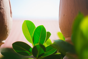 Closeup green leaf on morning sunlight using as background and fresh ecology wallpaper concept