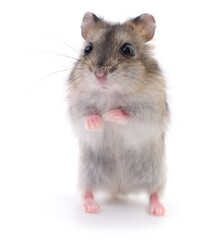 Small domestic hamster.