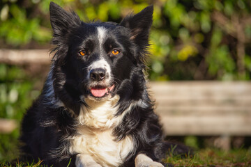 Close-up of a smart and energetic Border Collie resting on lush green grass with a soft, blurred background. Perfect for pet care, outdoor lifestyle, and advertising campaigns.