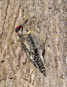 A female Yellow-bellied Sapsucker perched on the side of a tree