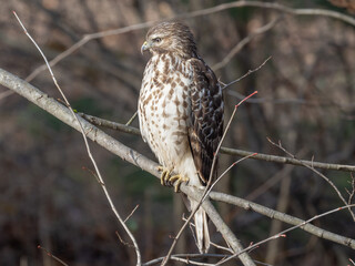 A juvenile Red-shouldered Hawk perched on a small branch