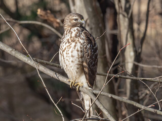 A juvenile Red-shouldered Hawk perched on a small branch
