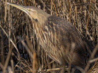 A camouflaged American Bittern standing amongst dry, brown marsh vegetation