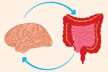 illustration of connection between the brain and the gut's nervous system, known as the "second brain." eps 10