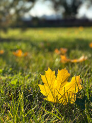 Yellow maple leaf lying on green grass in autumn sunlight