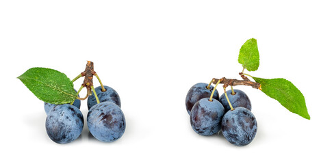 Fresh plums branches isolated on a white background, contour