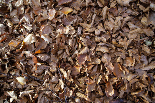 Brown autumn background from dry leaves in the forest on a mountain road in Lovcen park. High quality photo