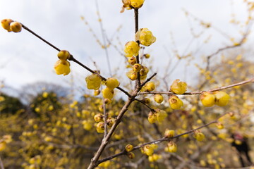 東京, 町田の忠生公園で咲く蝋梅
