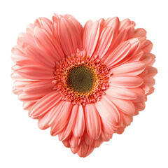 Pink heart-shaped flower arrangement isolated on white background