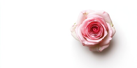 Delicate pink rose centered on a pristine white background, showcasing soft petals and intricate details, evoking a sense of elegance.