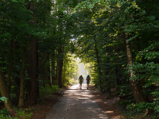 Zwei Wanderer auf Waldweg im Sommerlicht