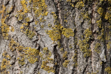 close-up of bark texture of an Ash tree with lichen