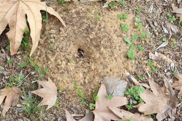 top view of ant nest covered with plane tree seeds