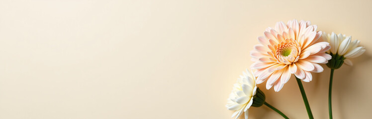 Fototapeta premium A Delicate Chrysanthemum Bouquet Sits Atop A Soft Beige Background With White Flowers Subtly Complementing The Scene. 00001