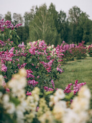 Fototapeta premium Blooming lilac bushes in May