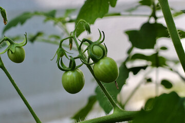 Unripe green tomatoes growing on vine in garden setting