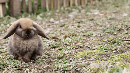 fluffy brown rabbit sits on grassy ground, looking calm and serene