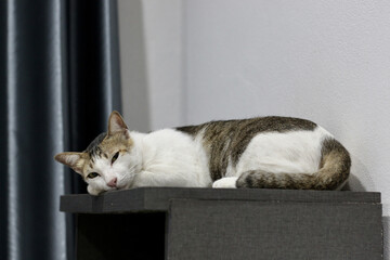 relaxed cat lies on dark wooden shelf near curtain in cozy room