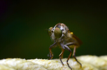 macro shot of a fly