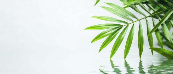 Fototapeta premium A serene composition featuring lush green palm leaves reflected on tranquil water, evoking a sense of calm and natural beauty.
