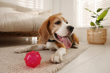 Cute dog playing with toy at home. Adorable pet
