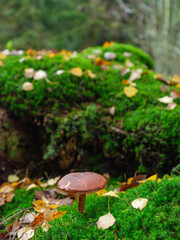 Brauner Pilz auf moosbedecktem Waldboden im Herbst