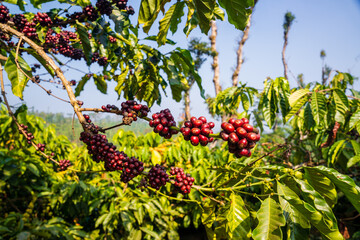 closeup of Coffee plant, Coffee beans on tree with Fresh red and green coffee beans on trees branch