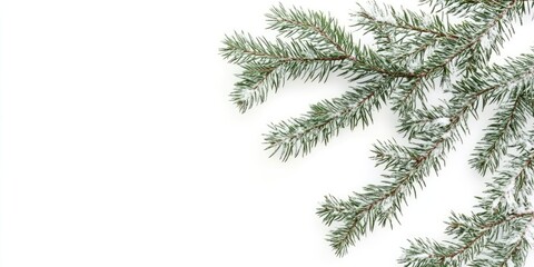 Obraz premium Fir tree branches in varying shades of green positioned diagonally against a bright white background creating a calming holiday aesthetic.