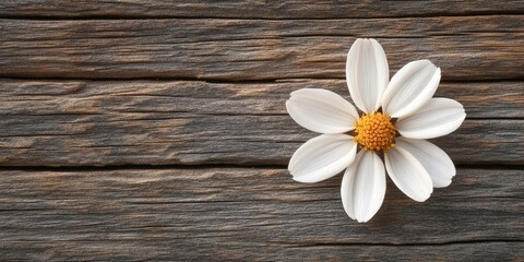Obraz premium Delicate white flower with yellow center positioned on weathered wooden background showcasing natural textures and earthy tones.