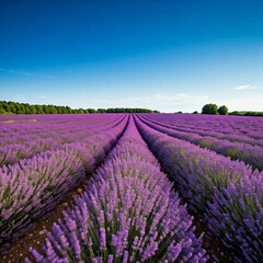 Obraz premium lavender field in provence