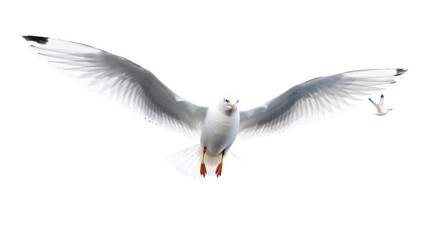 Obraz premium seagull in flight