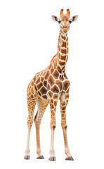 Obraz premium African giraffe isolated on white background. Wild herbivorous animal. Wildlife. Mammal. 