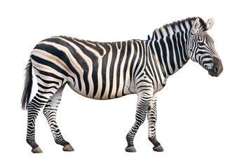 Fototapeta premium Zebra isolated on white background. Wild ungulate mammal. Wildlife. Mammals. 