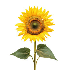 Fototapeta premium Vibrant Sunflower in Full Bloom Against a Black Background: A Stunning Floral Photograph