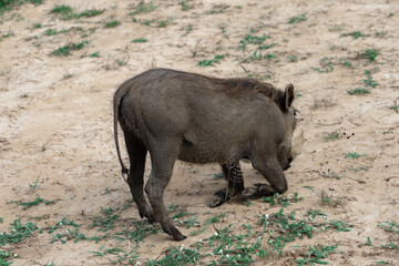 Small wild warthog eating grass in a sandy area of Lake Mburo National Park in Uganda