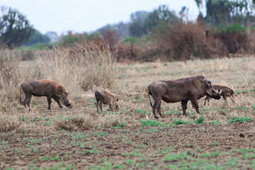 Group of wild warthogs grazing in the savannah of Murchison Falls National Park in Uganda