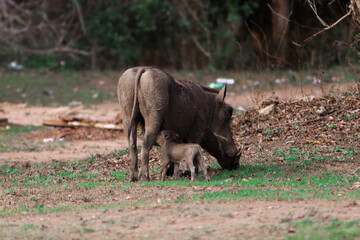 Wild baby warthog drinking milk from its mother while she is eating grass in the green grasslands of Lake Mburo National Park in Uganda