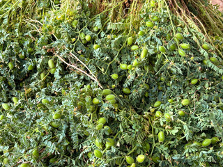 fresh chickpeas on the branch in Indian loacal market