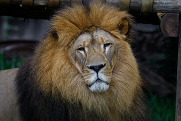 portrait of a lion
