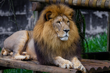 lion in the zoo