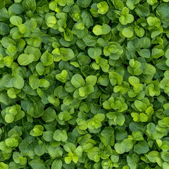 Lush Green Leaf Illustration