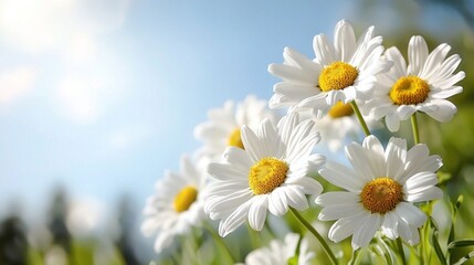 Fototapeta premium Bright and Vibrant Daisies Blooming Under a Clear Blue Sky in Nature's Harmony