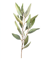 Fototapeta premium Eucalyptus Sprig: Delicate yet striking, a single branch of eucalyptus leaves unfolds against a clean background, showcasing the intricate details of its elongated, silver-green foliage.